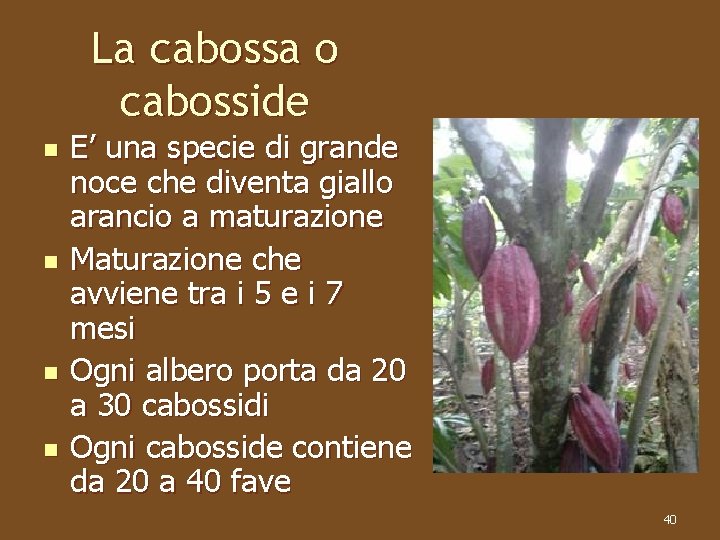 La cabossa o cabosside n n E’ una specie di grande noce che diventa