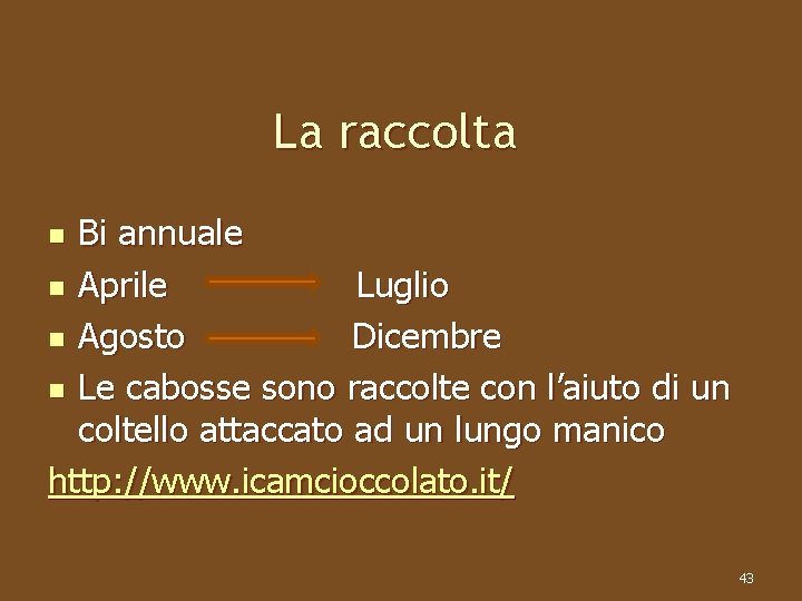 La raccolta Bi annuale n Aprile Luglio n Agosto Dicembre n Le cabosse sono