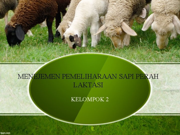 MENEJEMEN PEMELIHARAAN SAPI PERAH LAKTASI KELOMPOK 2 