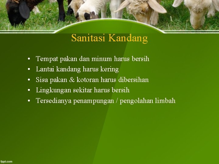 Sanitasi Kandang • • • Tempat pakan dan minum harus bersih Lantai kandang harus