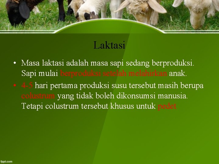 Laktasi • Masa laktasi adalah masa sapi sedang berproduksi. Sapi mulai berproduksi setelah melahirkan