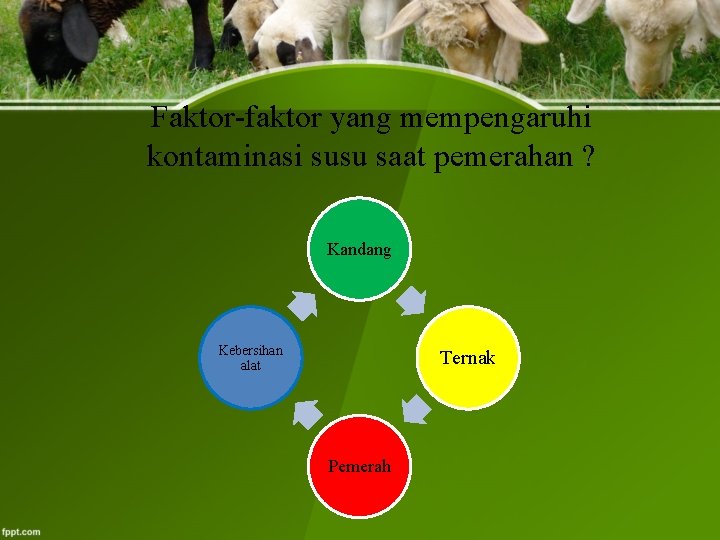 Faktor-faktor yang mempengaruhi kontaminasi susu saat pemerahan ? Kandang Kebersihan alat Ternak Pemerah 