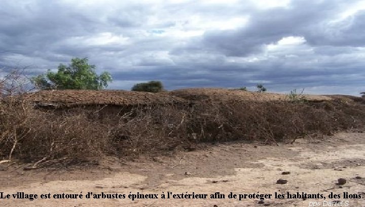 Le village est entouré d'arbustes épineux à l'extérieur afin de protéger les habitants, des