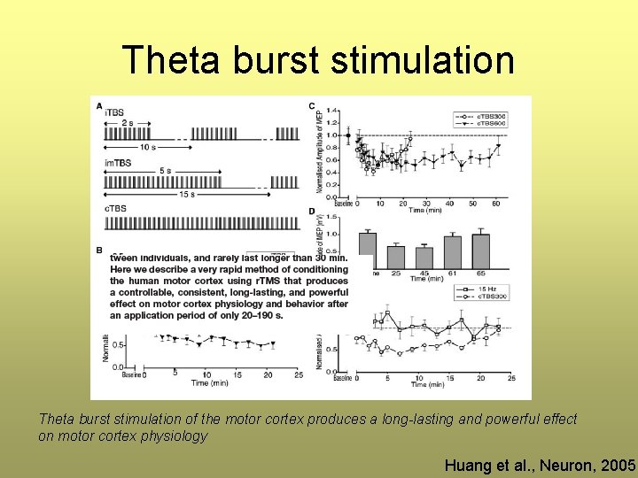 Theta burst stimulation of the motor cortex produces a long-lasting and powerful effect on Theta burst stimulation of the motor cortex produces a long-lasting and powerful effect on