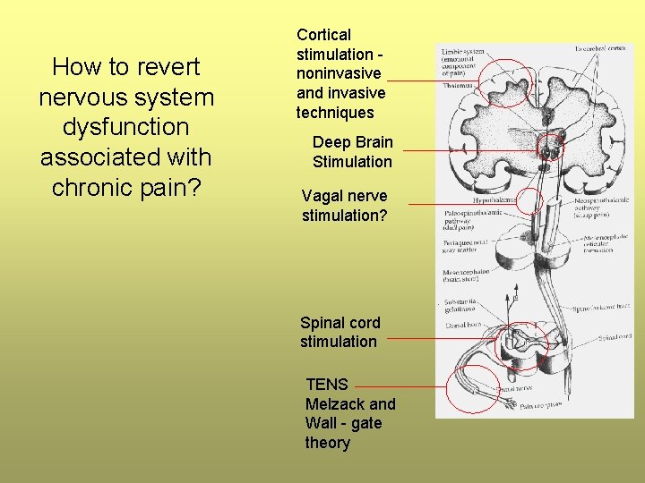 How to revert nervous system dysfunction associated with chronic pain? Cortical stimulation noninvasive and How to revert nervous system dysfunction associated with chronic pain? Cortical stimulation noninvasive and