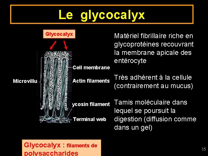 Le glycocalyx Glycocalyx Matériel fibrillaire riche en glycoprotéines recouvrant la membrane apicale des entérocyte
