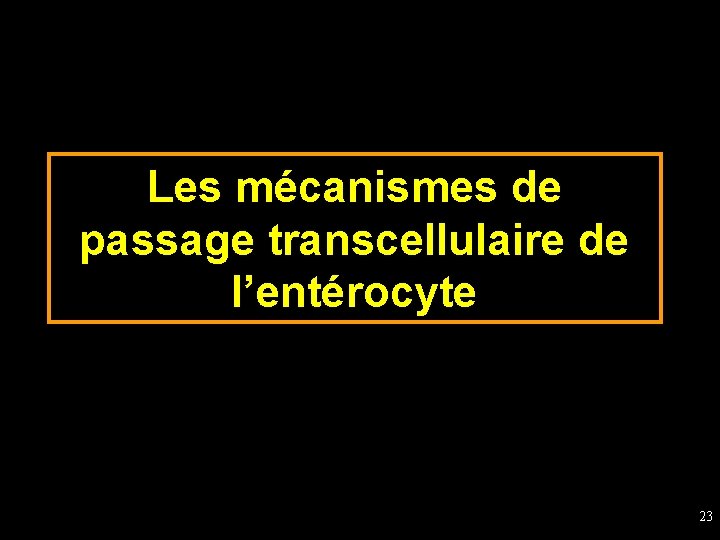 Les mécanismes de passage transcellulaire de l’entérocyte 23 
