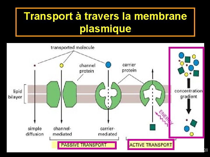 Transport à travers la membrane plasmique 28 