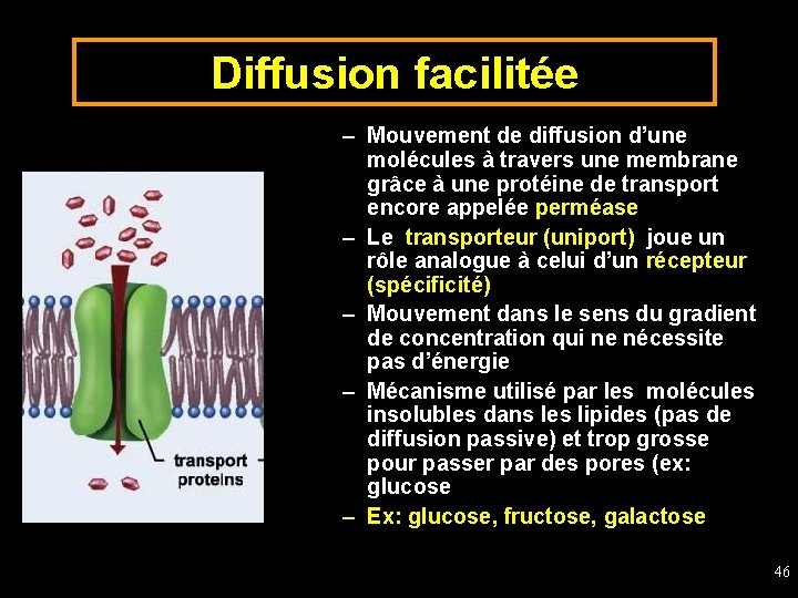 Diffusion facilitée – Mouvement de diffusion d’une molécules à travers une membrane grâce à