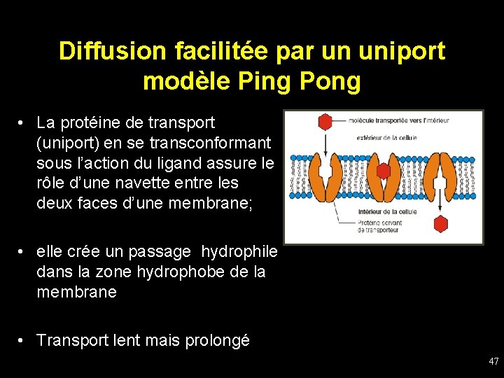 Diffusion facilitée par un uniport modèle Ping Pong • La protéine de transport (uniport)