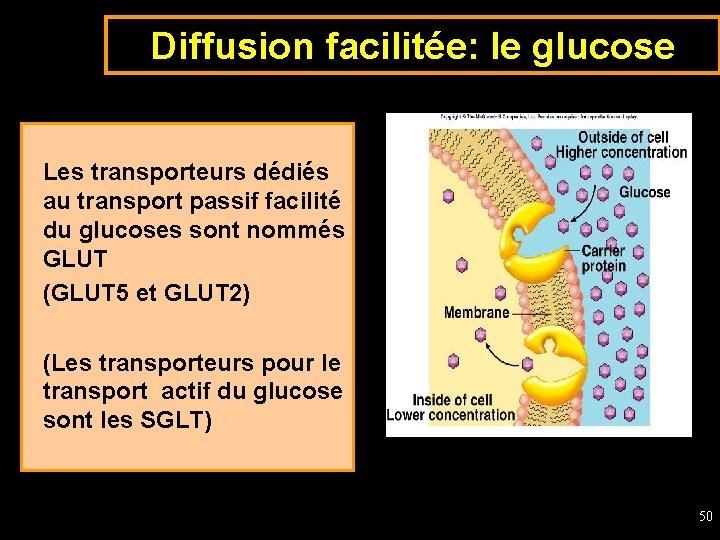 Diffusion facilitée: le glucose Les transporteurs dédiés au transport passif facilité du glucoses sont