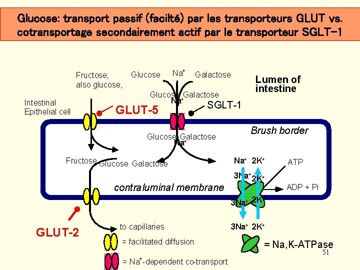 Glucose: transport passif (facilté) par les transporteurs GLUT vs. cotransportage secondairement actif par le