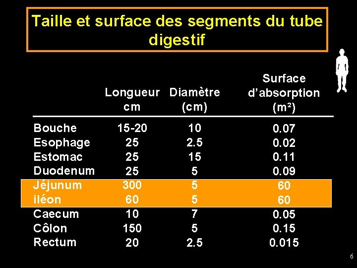 Taille et surface des segments du tube digestif Longueur Diamètre cm (cm) Bouche Esophage