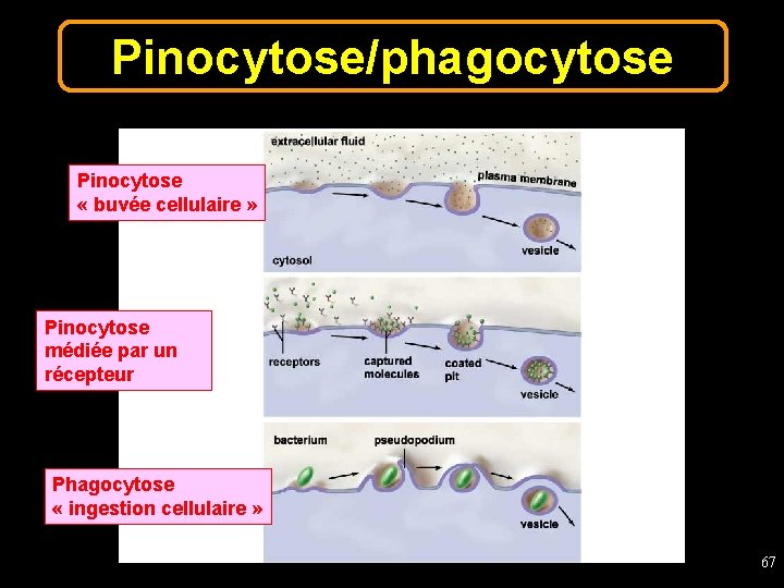 Pinocytose/phagocytose Pinocytose « buvée cellulaire » Pinocytose médiée par un récepteur Phagocytose « ingestion