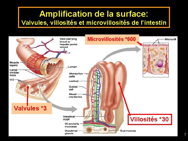 Amplification de la surface: Valvules, villosités et microvillosités de l’intestin Microvillosités *600 Valvules *3
