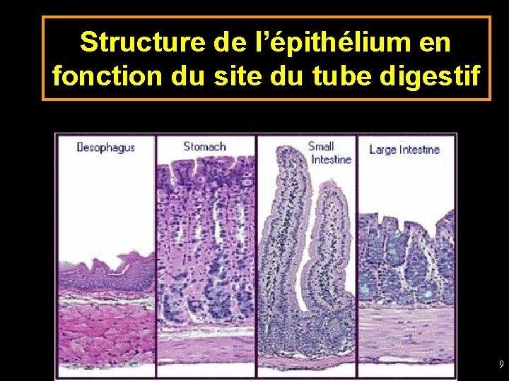 Structure de l’épithélium en fonction du site du tube digestif 9 