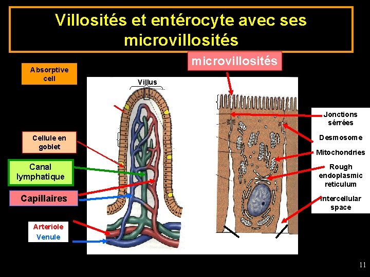 Villosités et entérocyte avec ses microvillosités Absorptive cell microvillosités Villus Jonctions sérrées Cellule en