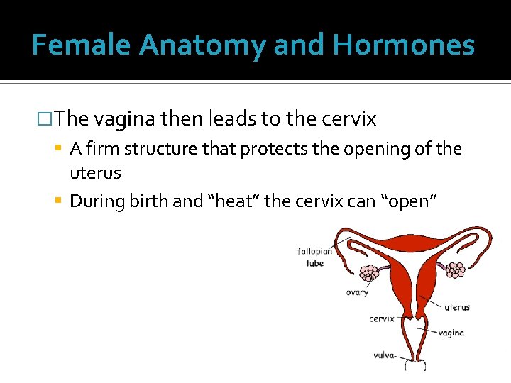Female Anatomy and Hormones �The vagina then leads to the cervix A firm structure Female Anatomy and Hormones �The vagina then leads to the cervix A firm structure