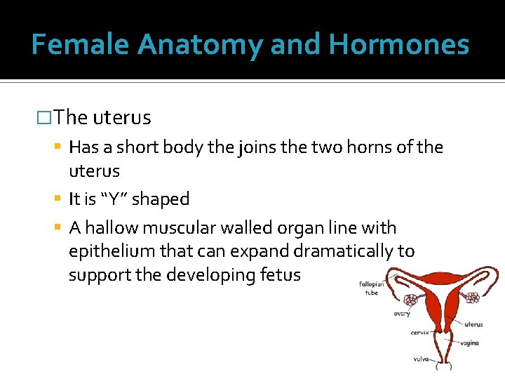 Female Anatomy and Hormones �The uterus Has a short body the joins the two Female Anatomy and Hormones �The uterus Has a short body the joins the two