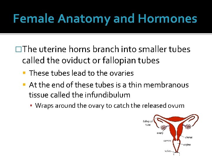 Female Anatomy and Hormones �The uterine horns branch into smaller tubes called the oviduct Female Anatomy and Hormones �The uterine horns branch into smaller tubes called the oviduct