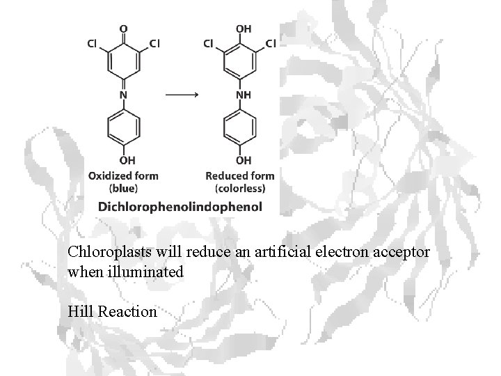 Chloroplasts will reduce an artificial electron acceptor when illuminated Hill Reaction 