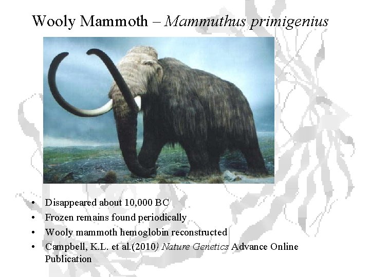 Wooly Mammoth – Mammuthus primigenius • • Disappeared about 10, 000 BC Frozen remains
