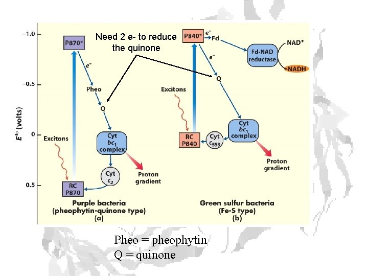 Need 2 e- to reduce the quinone Pheo = pheophytin Q = quinone 