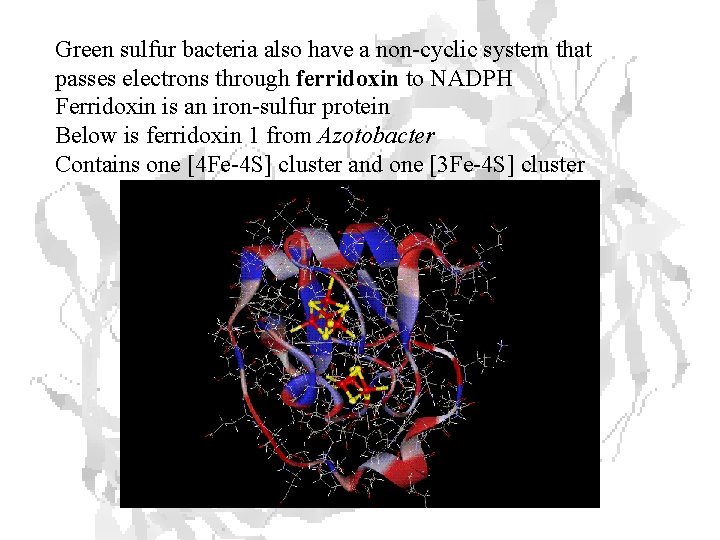 Green sulfur bacteria also have a non-cyclic system that passes electrons through ferridoxin to