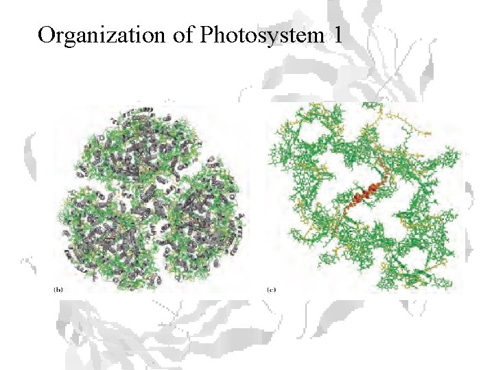 Organization of Photosystem 1 