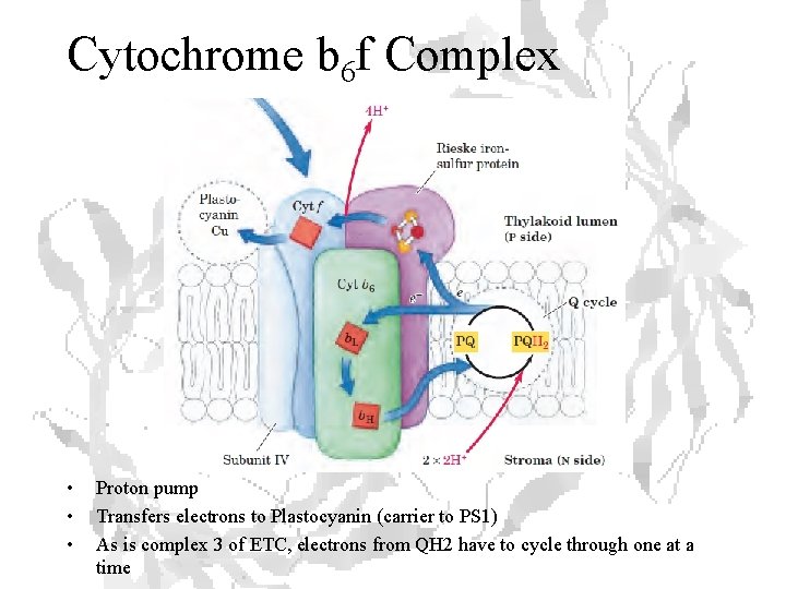 Cytochrome b 6 f Complex • • • Proton pump Transfers electrons to Plastocyanin