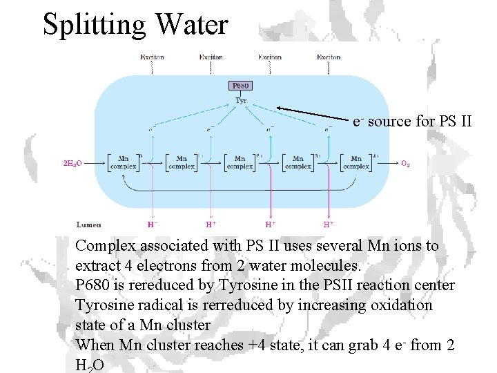 Splitting Water e- source for PS II Complex associated with PS II uses several