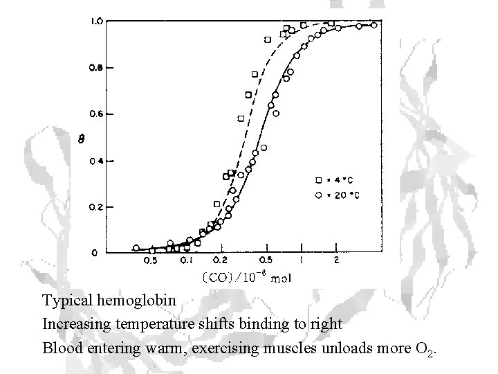 Typical hemoglobin Increasing temperature shifts binding to right Blood entering warm, exercising muscles unloads