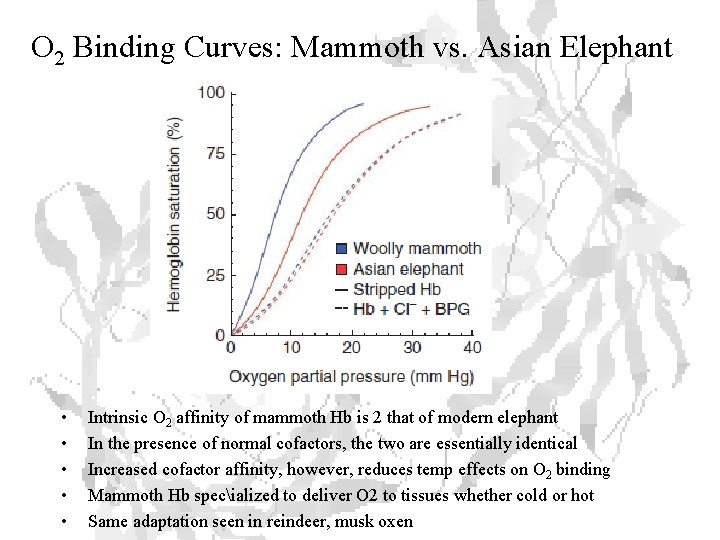 O 2 Binding Curves: Mammoth vs. Asian Elephant • • • Intrinsic O 2