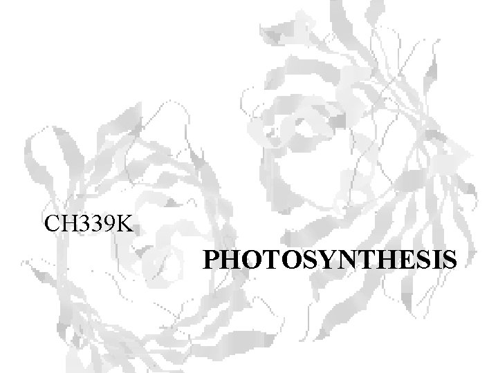 CH 339 K PHOTOSYNTHESIS 