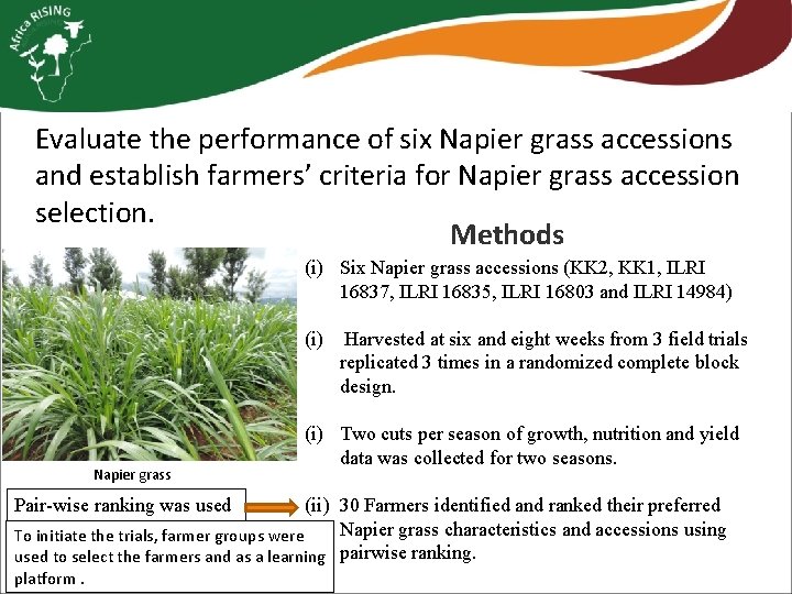 Evaluate the performance of six Napier grass accessions and establish farmers’ criteria for Napier