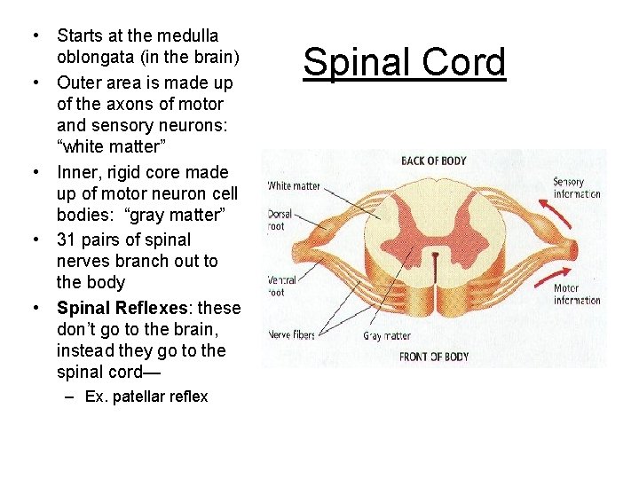  • Starts at the medulla oblongata (in the brain) • Outer area is