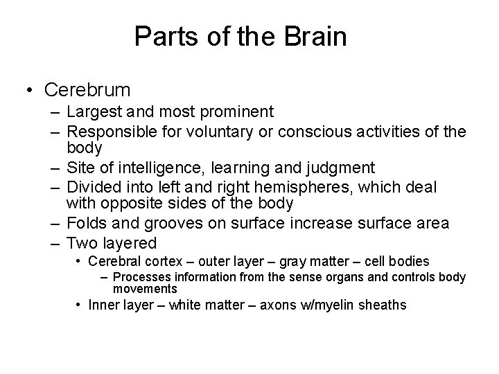 Parts of the Brain • Cerebrum – Largest and most prominent – Responsible for