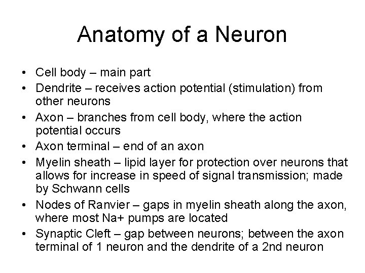 Anatomy of a Neuron • Cell body – main part • Dendrite – receives