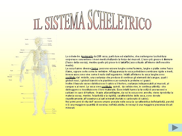 Lo schele tro ècomposto da 206 ossa, parti dure ed elastiche, che sostengono la