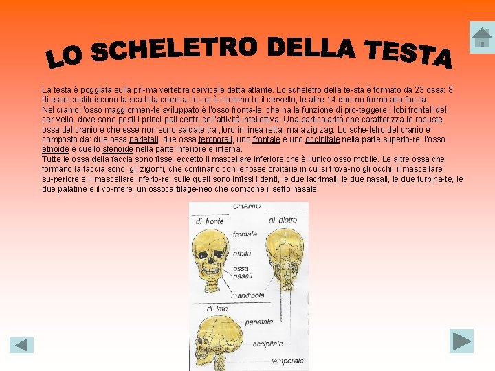 La testa è poggiata sulla pri ma vertebra cervicale detta atlante. Lo scheletro della