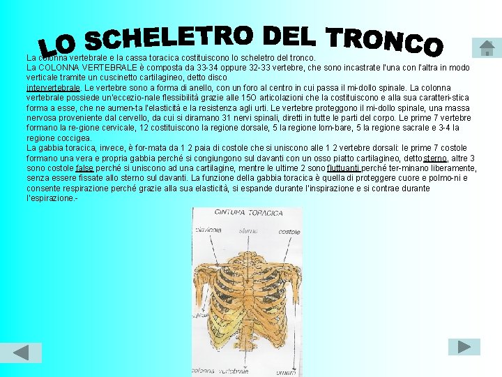 La colonna vertebrale e la cassa toracica costituiscono lo scheletro del tronco. La COLONNA