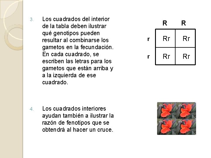 3. 4. Los cuadrados del interior de la tabla deben ilustrar qué genotipos pueden