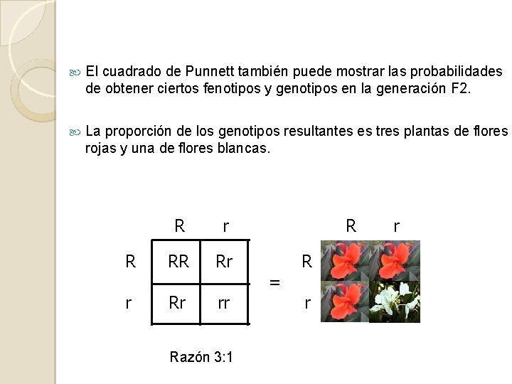  El cuadrado de Punnett también puede mostrar las probabilidades de obtener ciertos fenotipos