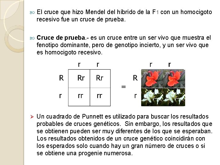  El cruce que hizo Mendel híbrido de la F 1 con un homocigoto