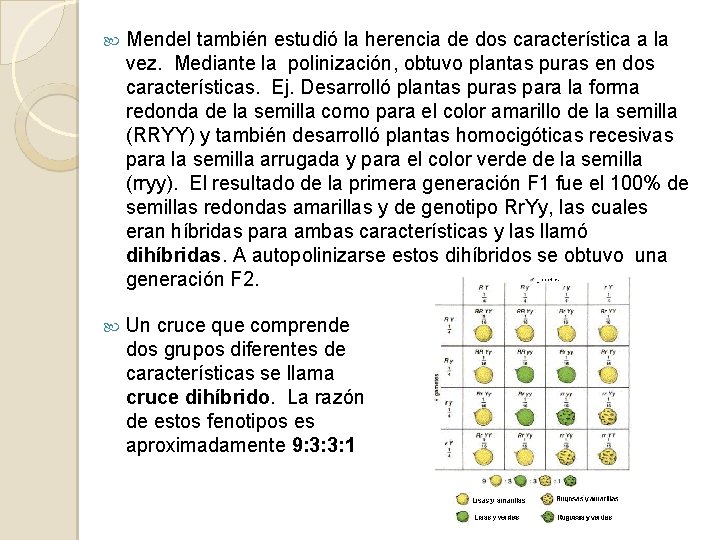  Mendel también estudió la herencia de dos característica a la vez. Mediante la