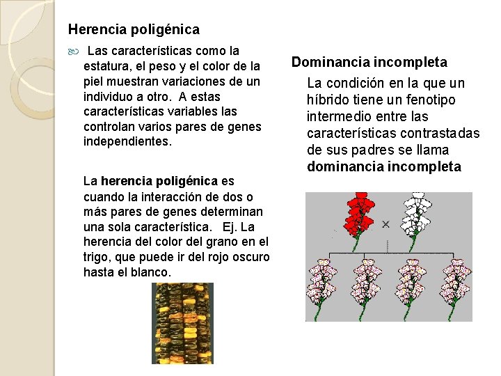 Herencia poligénica Las características como la estatura, el peso y el color de la