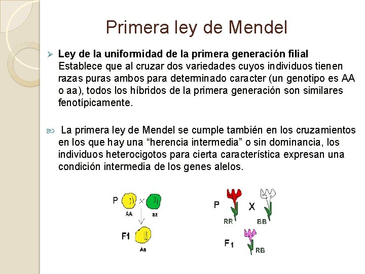 Primera ley de Mendel Ø Ley de la uniformidad de la primera generación filial