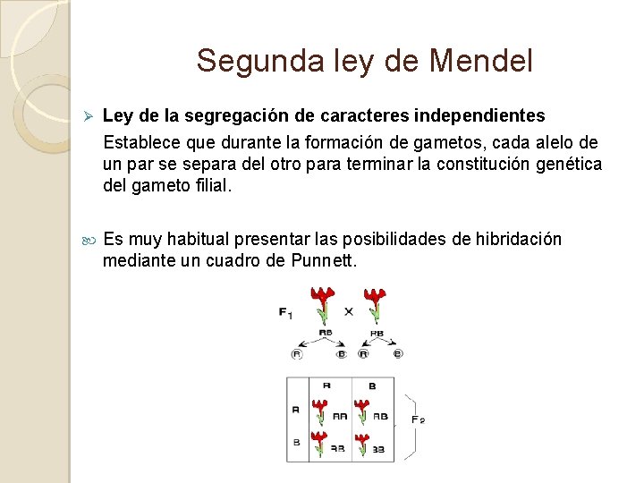 Segunda ley de Mendel Ø Ley de la segregación de caracteres independientes Establece que