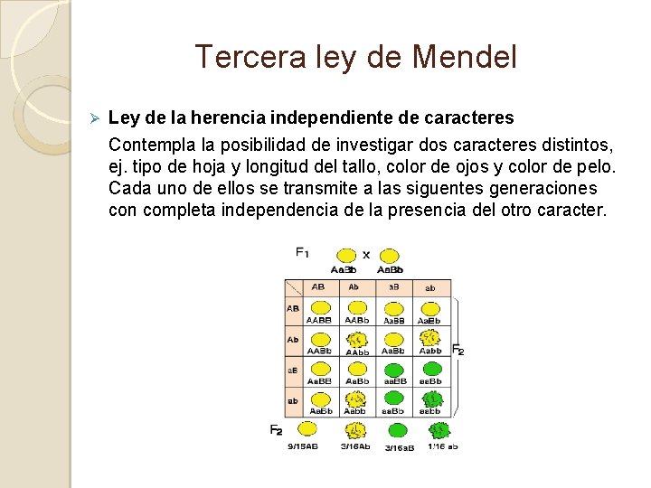 Tercera ley de Mendel Ø Ley de la herencia independiente de caracteres Contempla la