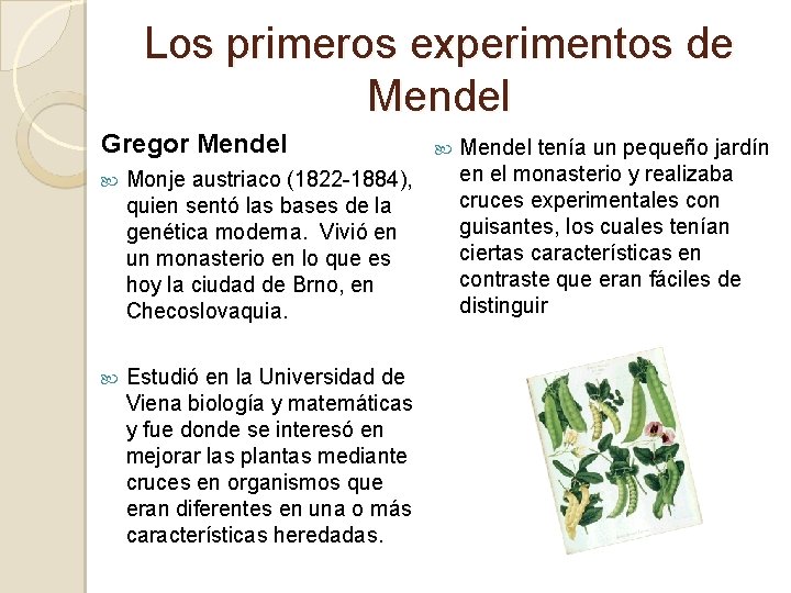 Los primeros experimentos de Mendel Gregor Mendel Monje austriaco (1822 -1884), quien sentó las